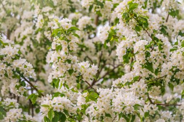 Beyaz çiçek açan elma ağaçları. Beyaz elma ağacı çiçekleri. Bahar mevsimi, bahar renkleri