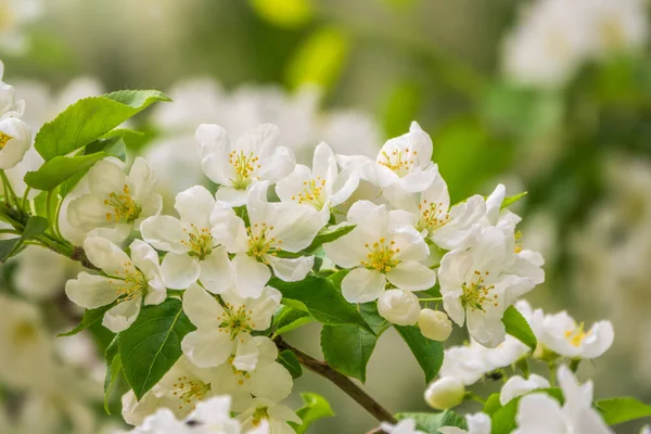 White Blossoming Apple Trees White Apple Tree Flowers Spring Season — Stock Photo, Image