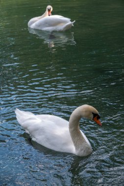 İki zarif beyaz kuğu karanlık suda yüzüyor. Dilsiz kuğu, Cygnus rengi.