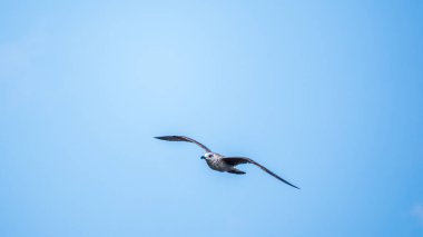 Açık mavi gökyüzünde martı uçuyor. Avrupa ringa martısı, Larus Argentatus, açık mavi gökyüzünde uçuyor..