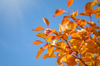 Sonbaharda mavi gökyüzüne karşı sarı yapraklı elma ağacı dalları. Elma ağacının parlak sarı ve turuncu sonbahar yaprakları.