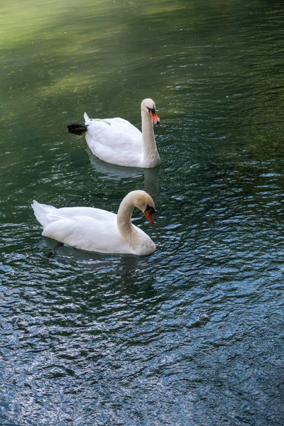 Temné Vodě Plavou Dvě Půvabné Bílé Labutě Němá Labuť Cygnus — Stock fotografie