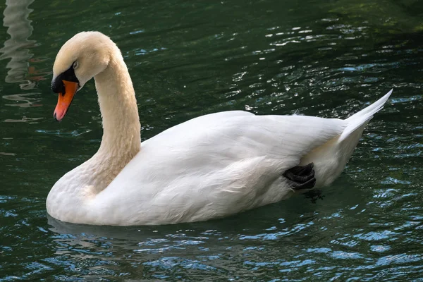 Elegante Cisne Blanco Nadando Lago Con Agua Verde Oscura Cisne —  Fotos de Stock