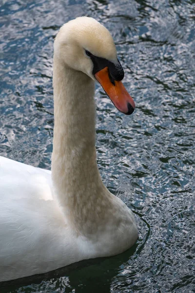 Retrato Elegante Cisne Blanco Con Cuello Largo Sobre Fondo Agua —  Fotos de Stock