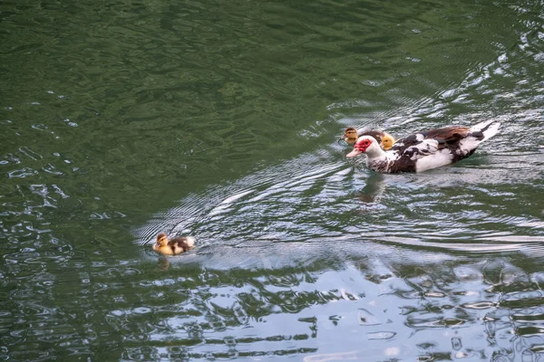 Anatra Bianca Nera Con Testa Rossa Muscovy Duck Nuota Nello — Foto Stock