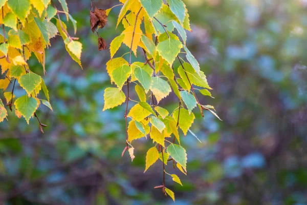 Березовые Ветви Желтыми Листьями Осенью Свете Заката Сухие Осенние Листья — стоковое фото