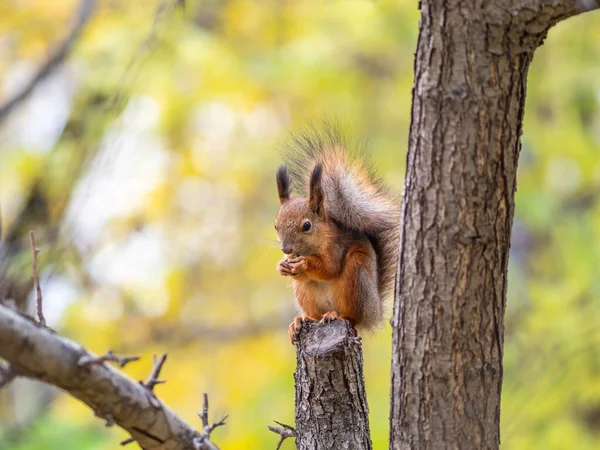 Jesienna Wiewiórka Orzechem Siedzi Gałęzi Dzikie Zwierzę Las Jesienny — Zdjęcie stockowe