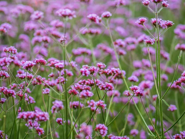 Verbena Bonariensis Květiny Argentinský Sporýš Nebo Purpletop Sporýš Clustertop Sporýš — Stock fotografie