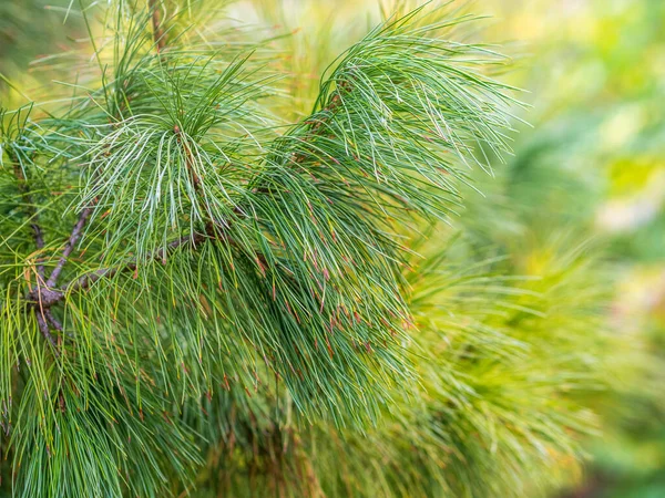 Gałęzie Cedrowe Długimi Puszystymi Igłami Pięknym Rozmytym Tle Pinus Sibirica — Zdjęcie stockowe