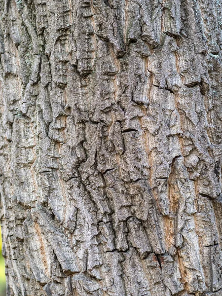 Rindenstruktur Und Hintergrund Eines Alten Baumstammes Detaillierte Rindenstruktur Natürlicher Hintergrund — Stockfoto