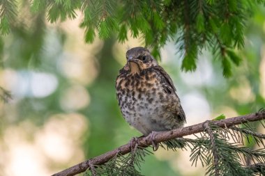 Tarla civcivi Turdus Pilaris yuvadan ayrıldı ve bir dalın üzerinde oturuyor. Sahada oturan bir civciv ağaç dalında ebeveynini bekliyor. Bahar Ormanından vahşi yaşam sahnesi.