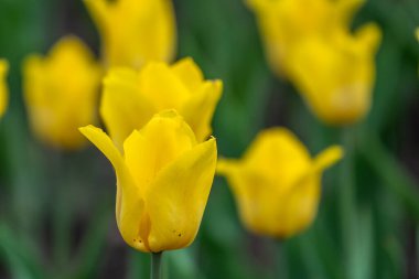 Renkli sarı laleler baharda çiçek açar. Doğal bahar arkaplanı.