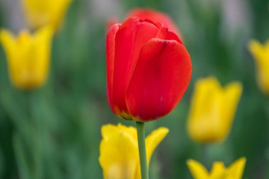 Baharda renkli kırmızı laleler çiçek açar. Doğal bahar arkaplanı.