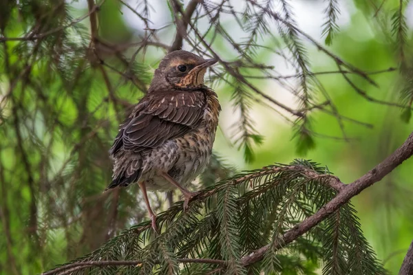 Ein Feldküken Turdus Pilaris Hat Das Nest Verlassen Und Sitzt — Stockfoto