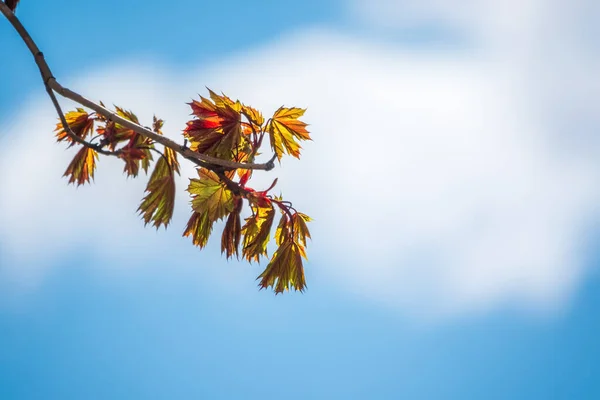 青空を背景に新緑のもみじの春の枝 春の葉と青空を背景に コピースペース付き春の背景 — ストック写真
