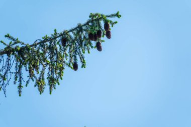 Mavi gökyüzüne karşı bir sürü konisi olan ladin ağacı. Kışın mavi gökyüzüne karşı kozalaklı kozalaklı ağaç dalı.