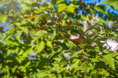 Sonbaharda, günbatımının ışığında yeşil sarı yapraklı akçaağaç dalları. Kuru sonbahar yaprakları arka plan, altın akçaağaç yaprakları, parlak sarı güneş ışığı, sonbahar parkı, mevsimler değişir, sonbahar doğası değişir