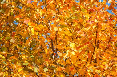 Sonbaharda portakal ve sarı yapraklı elma ağacı dalları. Elma ağacının parlak sarı ve turuncu sonbahar yaprakları.