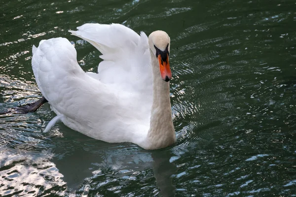 Graciös Vit Svan Som Simmar Sjö Med Mörkgrönt Vatten Den — Stockfoto