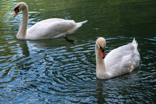 Due Graziosi Cigni Bianchi Nuotano Nell Acqua Scura Cigno Muto — Foto Stock