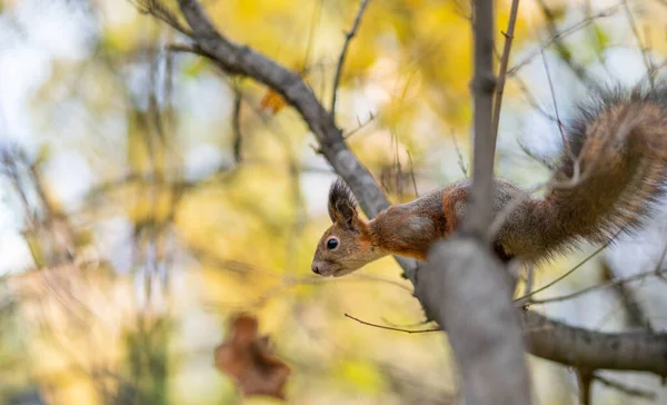Esquilo Outono Senta Ramo Animal Selvagem Floresta Outono — Fotografia de Stock
