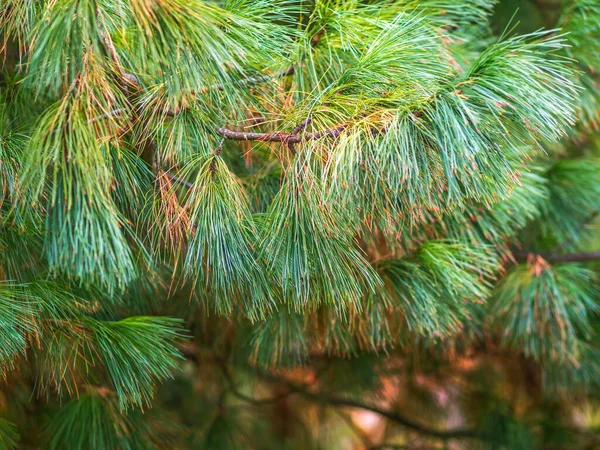 Cedrové Větve Dlouhými Nadýchanými Jehlami Krásným Rozmazaným Pozadím Pinus Sibirica — Stock fotografie