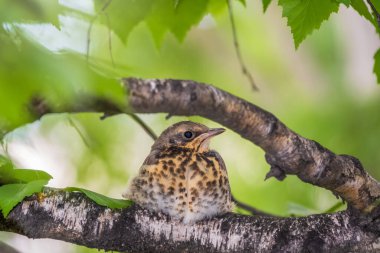 Tarla civcivi Turdus Pilaris yuvadan ayrıldı ve bir dalın üzerinde oturuyor. Sahada oturan bir civciv ağaç dalında ebeveynini bekliyor. Bahar Ormanından vahşi yaşam sahnesi.