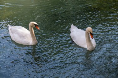 İki zarif beyaz kuğu karanlık suda yüzüyor. Dilsiz kuğu, Cygnus rengi.