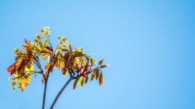 Mavi gökyüzünün arka planında taze yeşil yaprakları olan akçaağaç dalları. Arka plan olarak bahar yaprakları ve mavi gökyüzü. Kopyalama alanı ile bahar arkaplanı