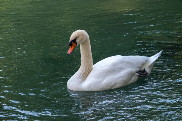 Ein Anmutiger Weißer Schwan Schwimmt Auf Einem See Mit Dunkelgrünem — Stockfoto