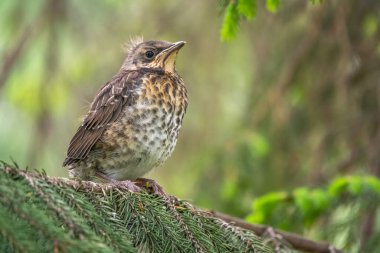 Tarla civcivi Turdus Pilaris yuvadan ayrıldı ve bir dalın üzerinde oturuyor. Sahada oturan bir civciv ağaç dalında ebeveynini bekliyor. Bahar Ormanından vahşi yaşam sahnesi.