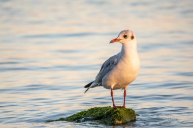 Martı deniz kıyısındaki kayalıklarda oturur. Avrupa ringa martısı, Larus Argentatus