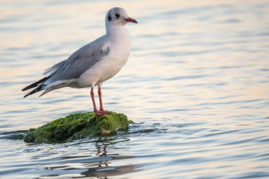 Martı deniz kıyısındaki kayalıklarda oturur. Avrupa ringa martısı, Larus Argentatus