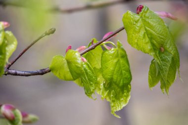 Tilia cordata, küçük yapraklı kireç ya da baharda taze yapraklı küçük yapraklı ıhlamur dalı. Bahar arkaplanı