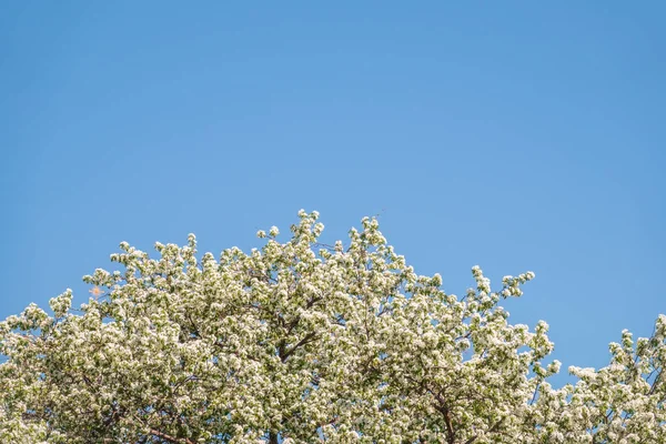 Apple Tree Branches White Flowers Background Blue Clear Sky Fluffy — Stock Photo, Image