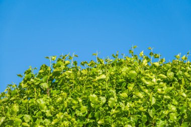 Mavi gökyüzünün arka planında taze yeşil yaprakları olan bahar dalları. Arka plan olarak bahar yaprakları ve mavi gökyüzü. Kopyalama alanı ile bahar arkaplanı