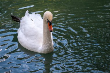 Koyu yeşil suyla gölde yüzen zarif beyaz bir kuğu. Beyaz kuğu suya yansıtılır. Dilsiz kuğu, Cygnus rengi.