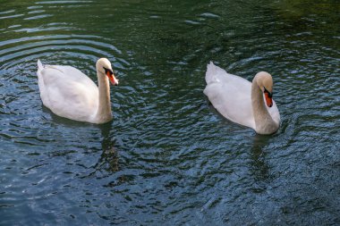 İki zarif beyaz kuğu karanlık suda yüzüyor. Dilsiz kuğu, Cygnus rengi.
