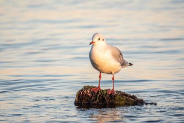 Martı deniz kıyısındaki kayalıklarda oturur. Avrupa ringa martısı, Larus Argentatus