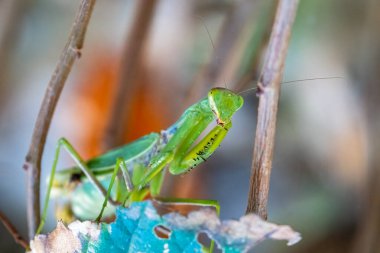 Peygamber devesi yakın çekim makrosu kameraya bakarak çivili kollar, gözler ve anten gösteriyor. Avrupa peygamber devesi, Mantis dini