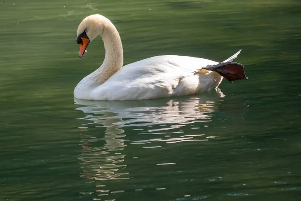 Ein Anmutiger Weißer Schwan Schwimmt Auf Einem See Mit Dunkelgrünem — Stockfoto