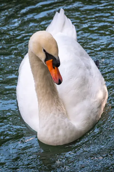 Elegante Cisne Blanco Nadando Lago Con Agua Verde Oscura Cisne —  Fotos de Stock