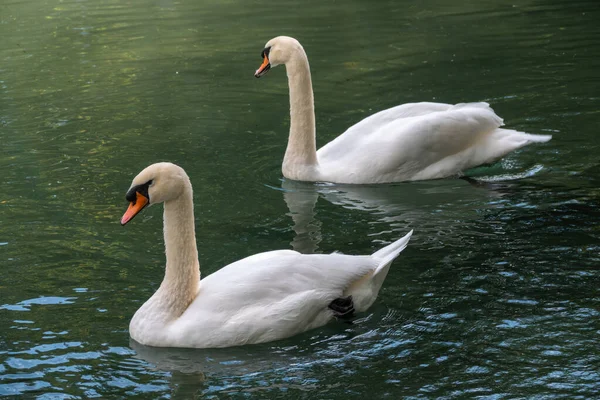 Due Graziosi Cigni Bianchi Nuotano Nell Acqua Scura Cigno Muto — Foto Stock