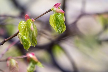 Tilia cordata, küçük yapraklı kireç ya da baharda taze yapraklı küçük yapraklı ıhlamur dalı. Bahar arkaplanı