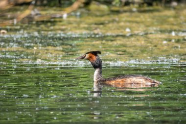 Su kuşu Great Crested Grebe sakin gölde yüzüyor. Büyük ibikli grebe, Podiceps kristali, su kuşları familyasının bir üyesidir..