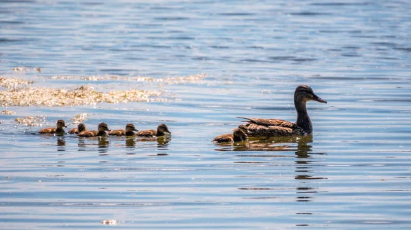 Stockenten Weibchen Schwimmt Mit Ihren Putzigen Kleinen Entchen Teich Stockente — Stockfoto
