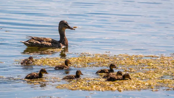 Mallard Pato Feminino Nada Lagoa Com Seus Pequenos Patinhos Bonitos — Fotografia de Stock