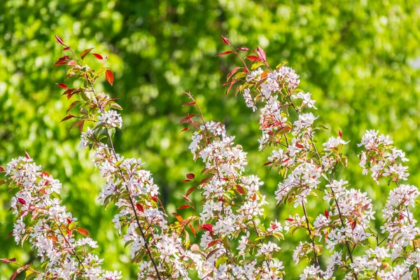 Λευκές Ανθισμένες Μηλιές Λευκά Λουλούδια Μηλιάς Ανοιξιάτικη Περίοδος Χρώματα Άνοιξη — Φωτογραφία Αρχείου
