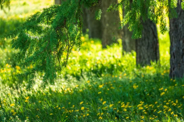 Cabang Muda Larch Penutup Larch Hijau Jarum Muda Larix Sibirica — Stok Foto