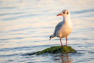 Martı deniz kıyısındaki kayalıklarda oturur. Avrupa ringa martısı, Larus Argentatus